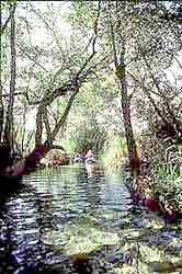 canoe in the jungles of the Mayan Riviera