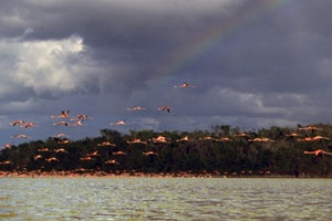 bird watching flamigos and rare white pelicans