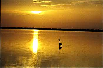 birders birdwatching mexico