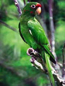 parrot 