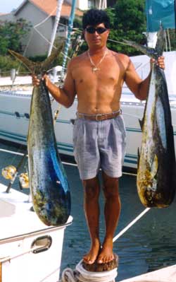 catch dorado (mahi mahi) any time of year