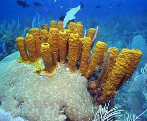 The Reefs of the Mayan Riviera