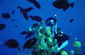 Enjoy the tropical fish around XpuHa, Mexico