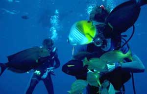 scuba diving mexico playa del carmen