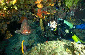 Diver and Grouper - Photo by Steve Gerrard