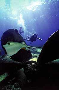 wreck dive mexico