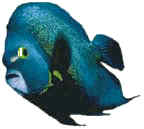 Angel Fish - Paamul, Mexico
